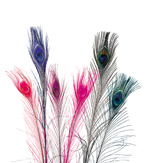feathers